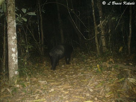 asiatic-sun-bear-in-hkk2