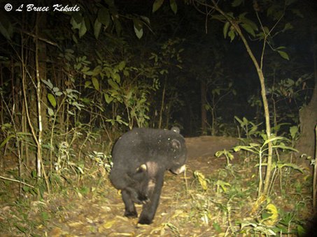 Asiatic sun bear in Huai Kha Khaeng Wildlife Sanctuary