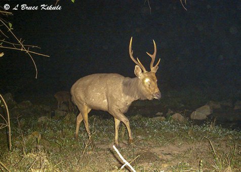 Sambar stag in Huai Kha Khaeng