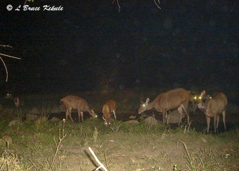 Sambar herd in Huai Kha Khaeng