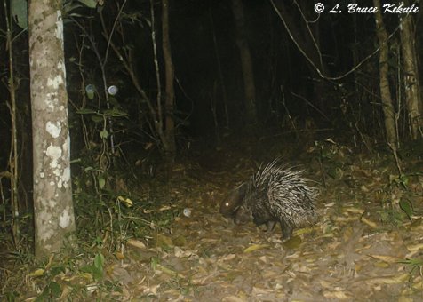 Porcupines in Huai Kha Khaeng