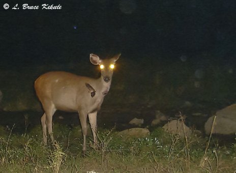 Sambar doe and bat in Huai Kha Khaeng