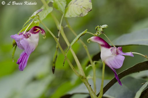 Parrot flower in Chiang Dao Wildlife Sanctuary