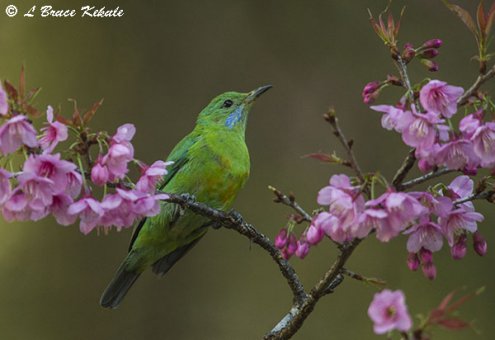 Green leaf bird in Chiang Dao Wildlife Sanctuary