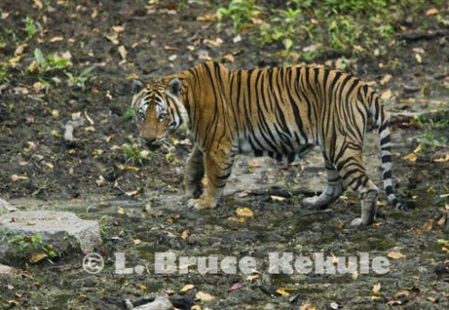 Indochinese tiger in Huai Kha Khaeng