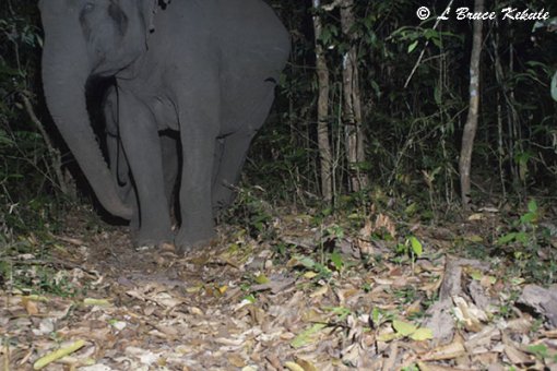 Elephants in Huai Kha Khaeng