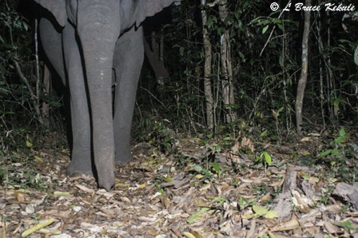 Elephants in Huai Kha Khaeng