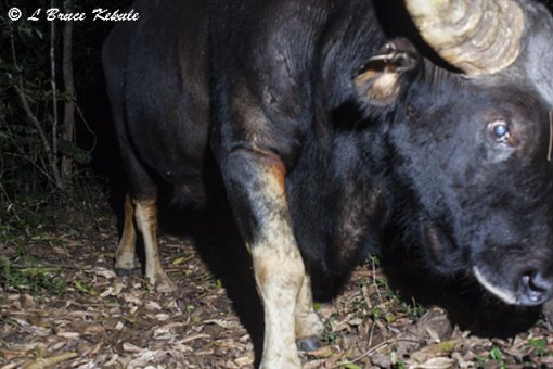 Gaur in Huai Kha Khaeng
