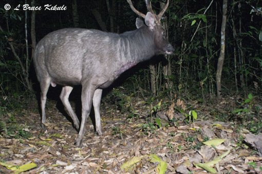 Sambar stag in Huai Kha Khaeng