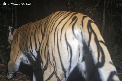 Indochinese tiger caught by a DSLR Canon 350D camera trap