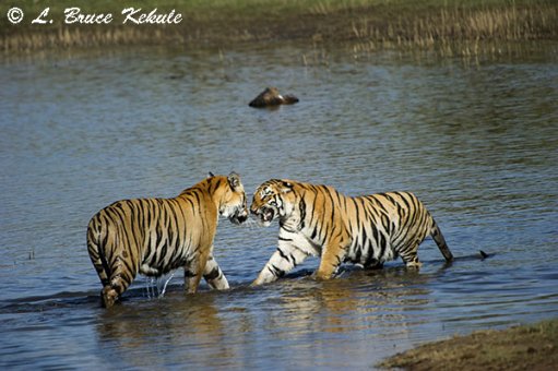 Tigers pair in the lake at Tadoba