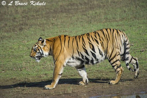 Tigers walking by the lake in Tadoba