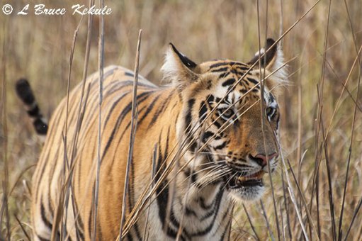 Tiger cub up-close near the lake at Tadoba