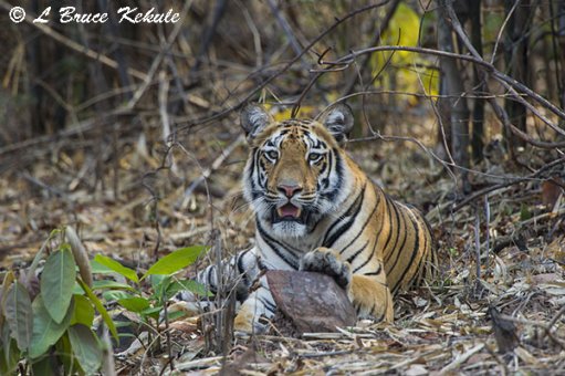 Tiger cub posing by the road in Tadoba
