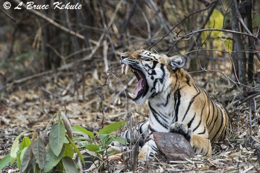 Tiger posing near the road in Tadoba
