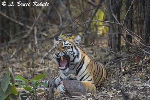 Tiger cub posing by the road in Tadoba