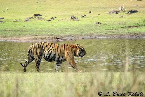 Tiger male at the lake in Tadoba
