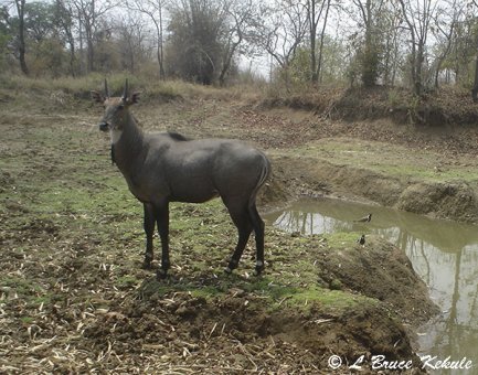 Neelgai (Blue Bull) in Tadoba