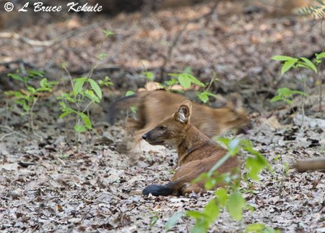 Wild dogs at Tadoba