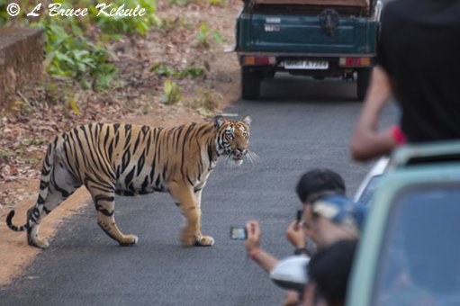 Tiger cub on the road in Tadoba