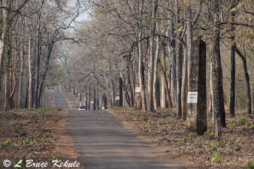 Tadoba's rock pantheons in the sanctuary in the sanctuary