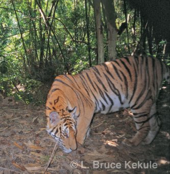 Indochinese tiger by the Phetchaburi River