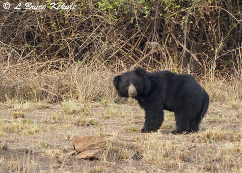 Sloth bear in Tadoba