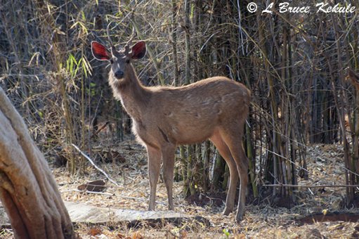 battle-scared-sambar-stag-in-tadoba-w