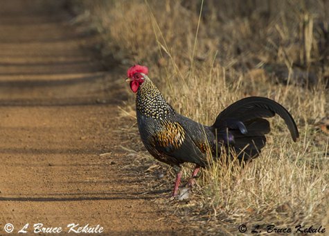 Grey jungle fowl in Tadoba