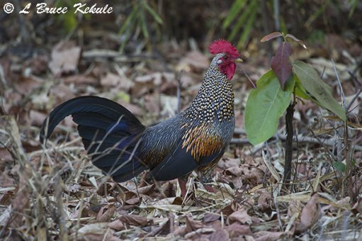 grey-jungle-fowl3-w