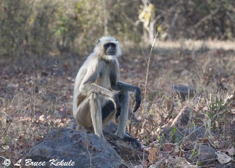 indian-langur-w