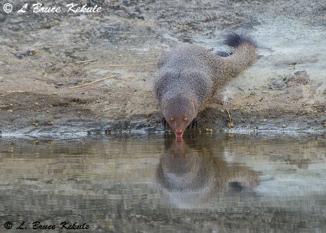 indian mongoosa in Tadoba