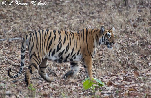 Tiger cub posing by the road in Tadoba