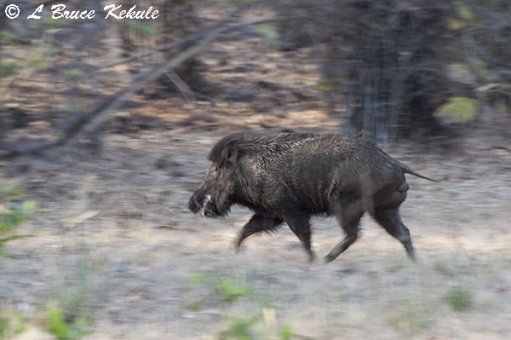 Wild boar at Tadoba