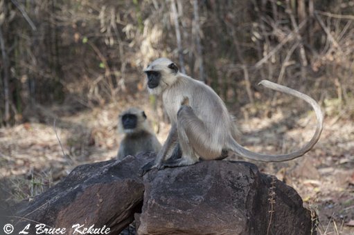 indian-langur-in-tadoba-w