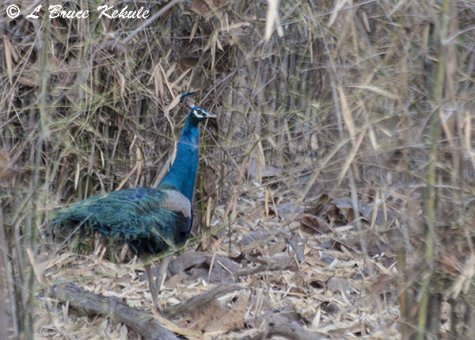 indian-blue-peafowl-w