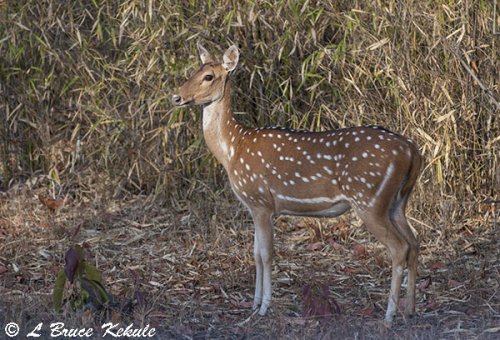 chital-female-in-tadoba-w