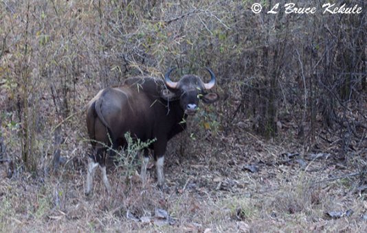 gaur-in-tadoba-w