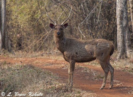 Mature sambar stag with battkescars in Tadoba