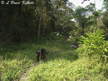 Black leopard at Kabook Kabieng hot springs in Huai Kha Khaeng