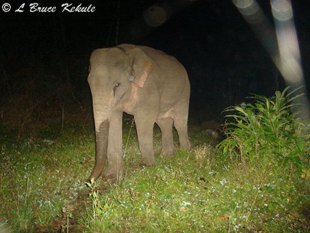 Elephant in Huai Kha Khaeng