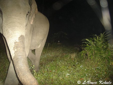 Elephant 2 in Huai Kha Khaeng