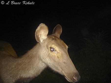 Sambar doe in Huai Kha Khaeng
