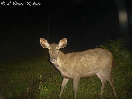 Sambar doe in Huai Kha Khaeng
