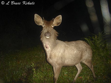 Sambar spike stag in Huai Kha Khaeng