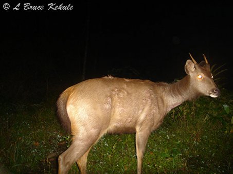 Sambar spike stag in Huai Kha Khaeng