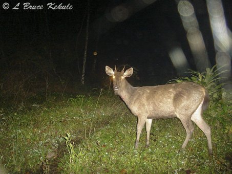 Sambar spike stag in Huai Kha Khaeng