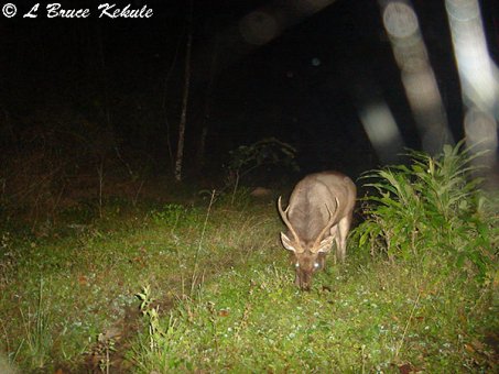 Sambar stag 3 in Huai Kha Khaeng