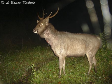 Sambar stag 4 in Huai Kha Khaeng