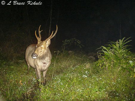 Sambar stag in Huai Kha Khaeng